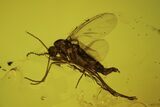 Fossil Fly (Sciaridae) In Baltic Amber #105506-1